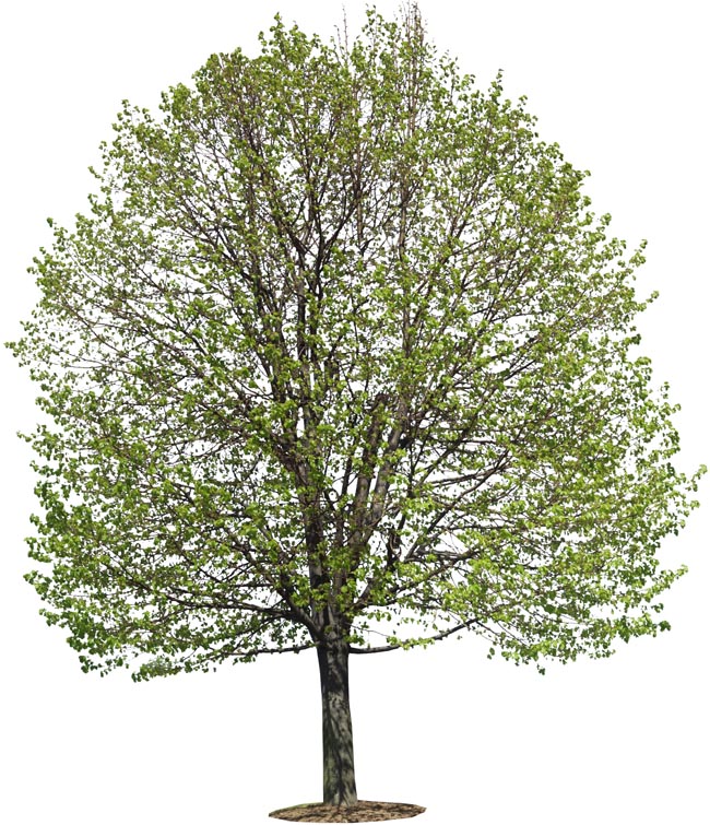 P5038075c