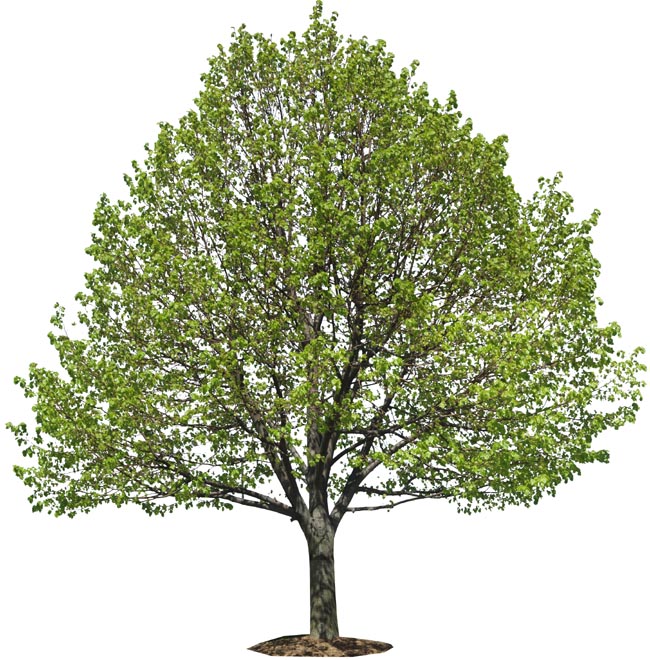 P5038080c